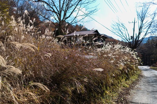 道端に群生する秋のススキ