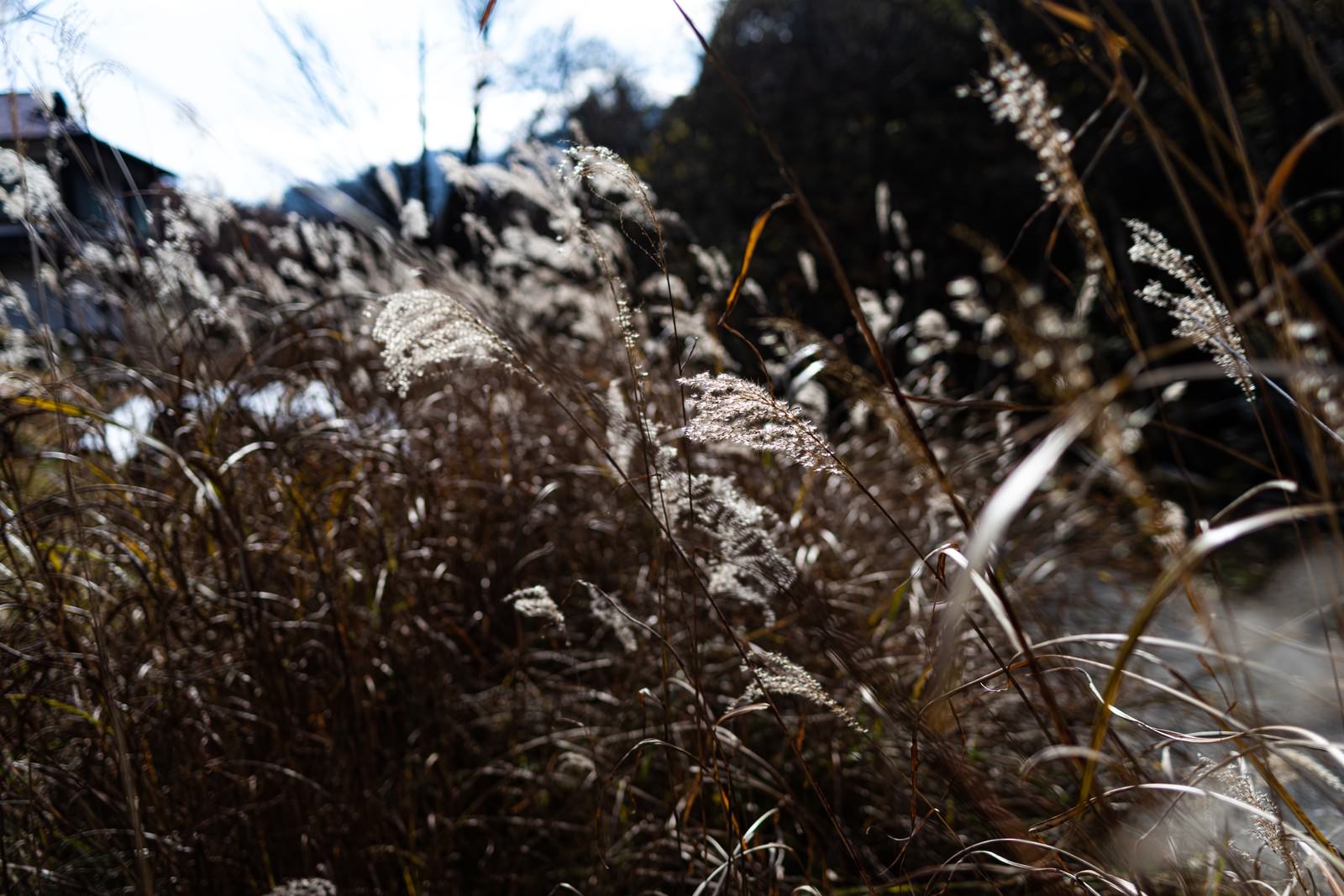 風に揺れる茶色く枯れたススキの穂が自然光の中で撮影された写真