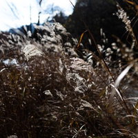 秋風に揺れるススキの穂が茶色く枯れた風景の写真