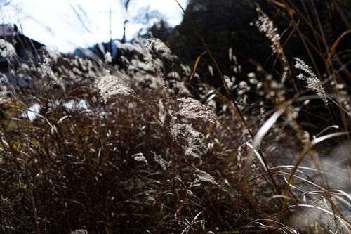 秋風に揺れるススキの穂が茶色く枯れた風景