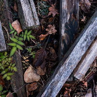 朽ちた木材に散らばる落ち葉と緑の植物が生い茂る自然の風景の写真