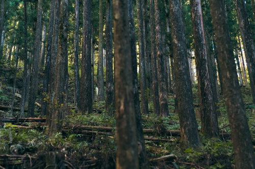 間引かれた杉林の林立する風景と光が差し込む林床