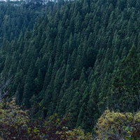秋の植林地帯・杉林と急斜面の写真
