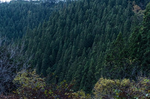 秋の植林地帯・杉林と急斜面