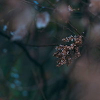 枝に束になった小振りな枯葉のクローズアップの写真