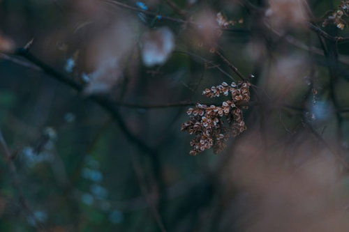 枝に束になった小振りな枯葉のクローズアップ