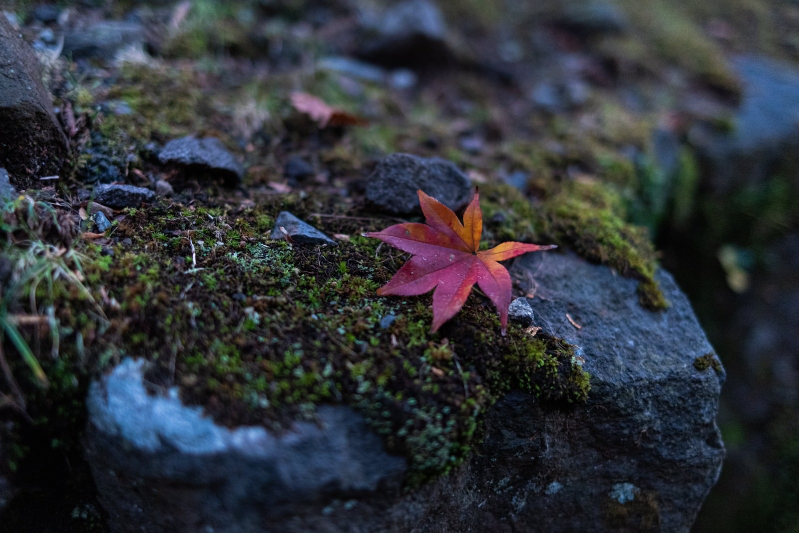 緑の苔に覆われた石の上に落ちた赤いもみじの葉