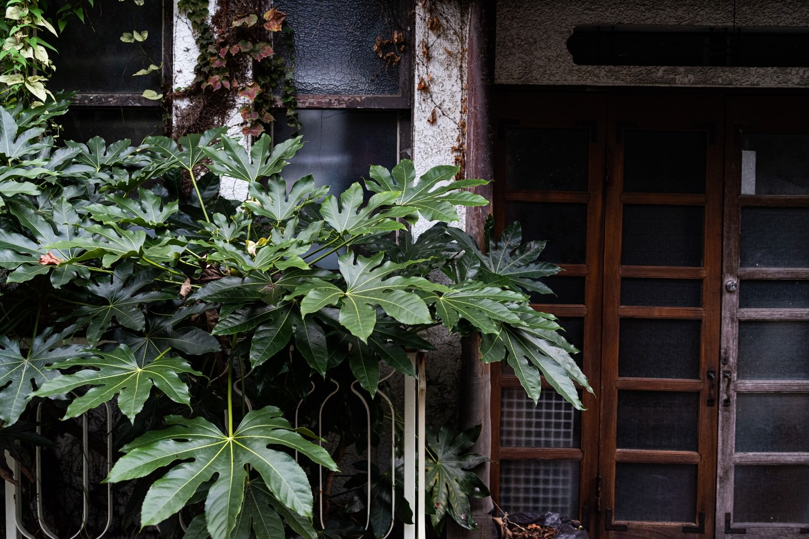 古い木造建物の玄関前で緑の葉っぱが茂っている昭和レトロな風景