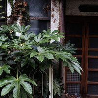 昭和の空き家の玄関前に茂る緑の葉っぱと軒先の枝葉の写真