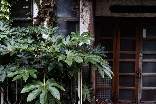 昭和の空き家の玄関前に茂る緑の葉っぱと軒先の枝葉