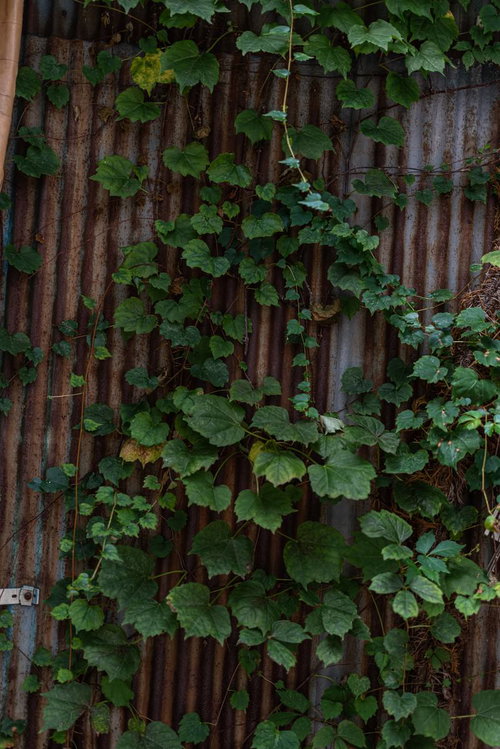 錆びたトタン壁に絡みつく蔦の葉、古い素材と生命力ある植物の共存
