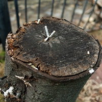 灰皿代わりにされた切り株にタバコの吸い殻が複数捨てられた状態の写真