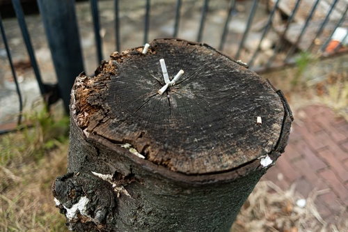 灰皿代わりにされた切り株にタバコの吸い殻が複数捨てられた状態