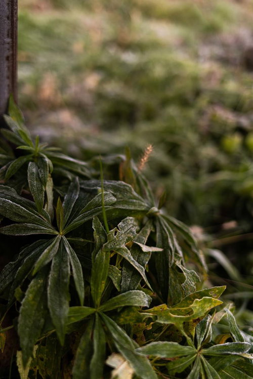 霜が降りた草むらの朝、緑の葉に白い結晶が輝く冬の風景