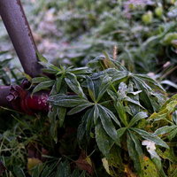 霜が残る草むらに設置された紫色の単管パイプの写真