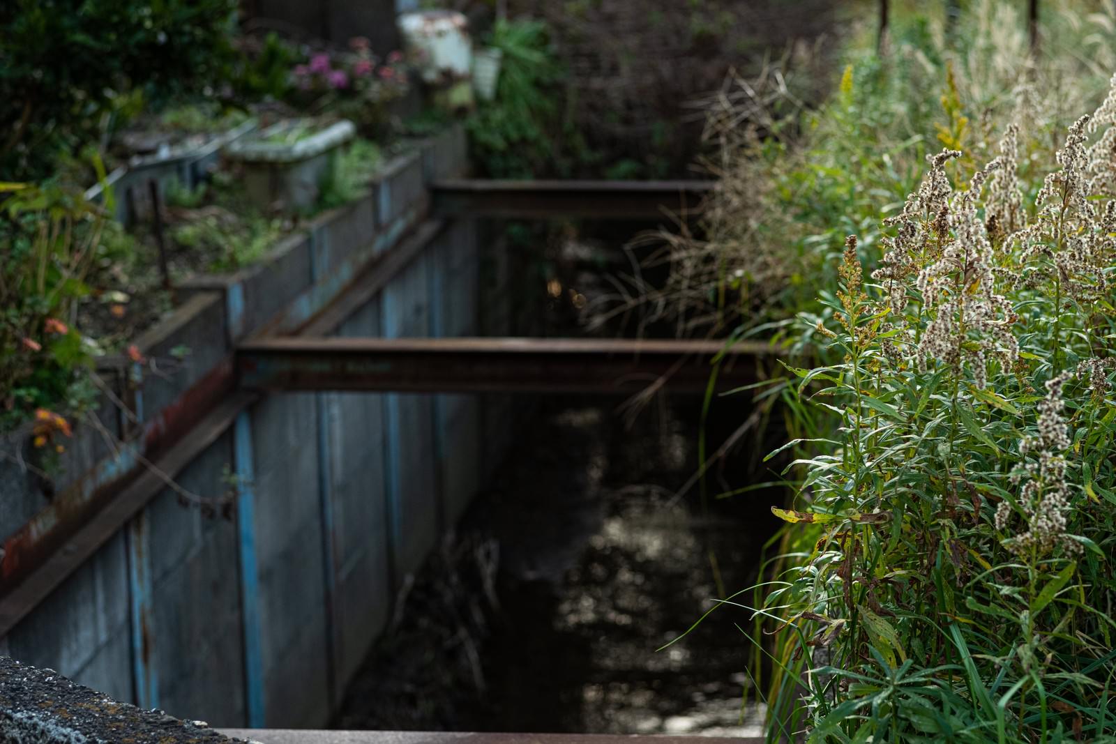 コンクリートの側溝の脇に青々とした草が茂る草むらの風景