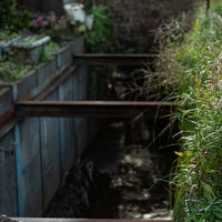 深い側溝脇に生い茂る草むらと雑草が密生する野生的な植物風景の写真