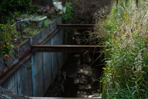 深い側溝脇に生い茂る草むらと雑草が密生する野生的な植物風景