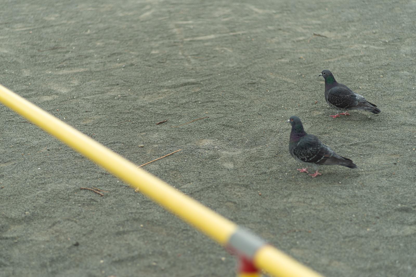 アスファルトの地面を並んで歩く2羽の鳩と黄色いロープ