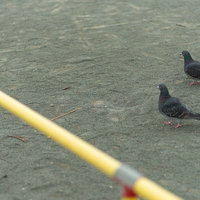 仲良く並んで歩く2羽の鳩の写真