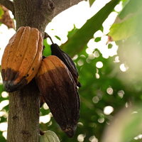 幹にぶら下がるカカオの実の写真
