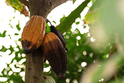 幹にぶら下がるカカオの実