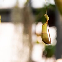 幹にぶら下がるウツボカズラの緑色の袋状捕虫器の写真