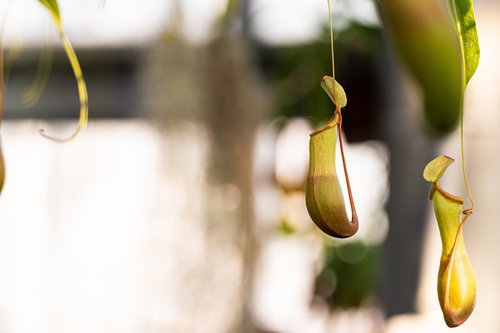 幹にぶら下がるウツボカズラの緑色の袋状捕虫器