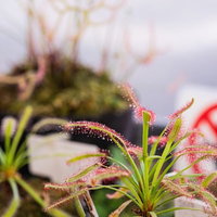 粒状の粘液で虫を誘うドロセラカペンシスの葉の写真