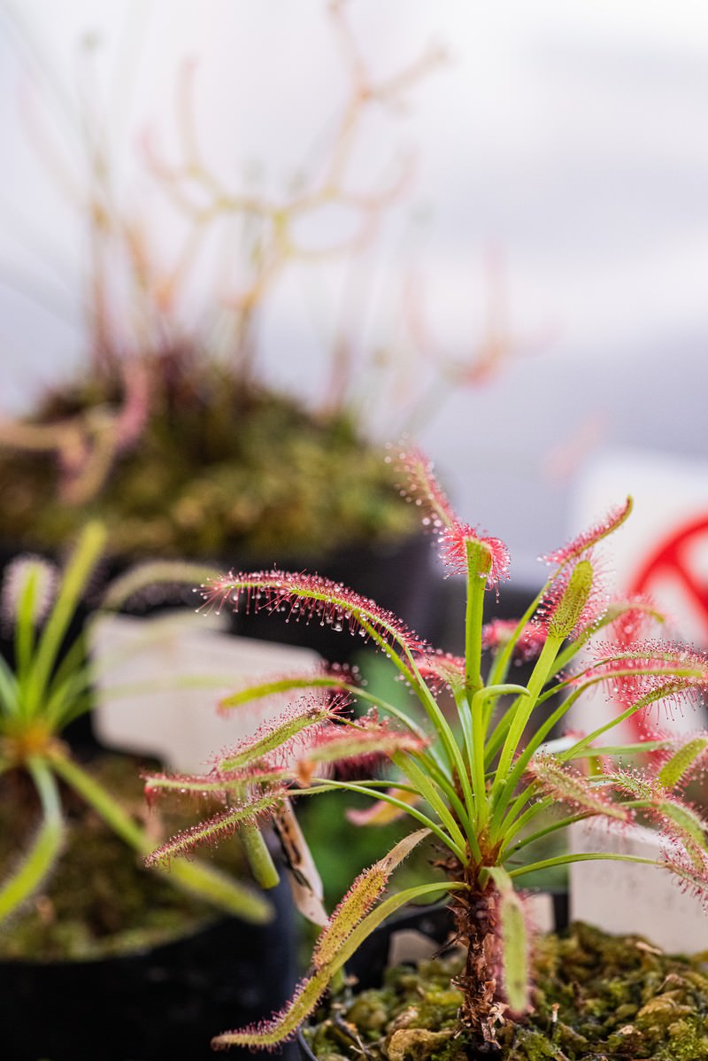 葉の表面に粘液の粒を持つドロセラカペンシスの食虫植物