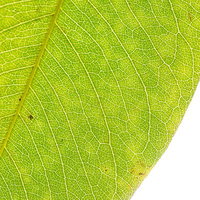 光に透ける葉脈を透かして見る葉っぱの写真