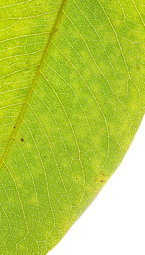 光に透ける葉脈を透かして見る葉っぱ
