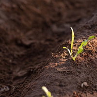畑の畝に整然と並んで発芽した苗と成長する植物の写真