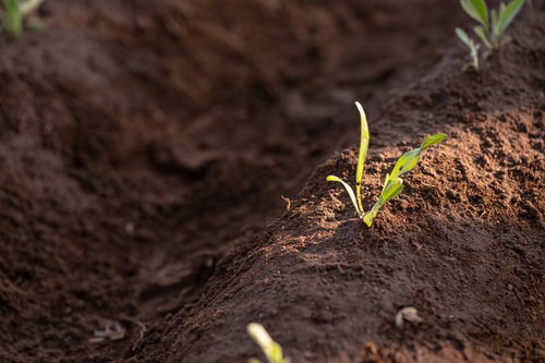 畑の畝に整然と並んで発芽した苗と成長する植物