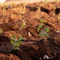 畑の畝に差し込む温かい日差しと緑の苗の露地栽培の写真