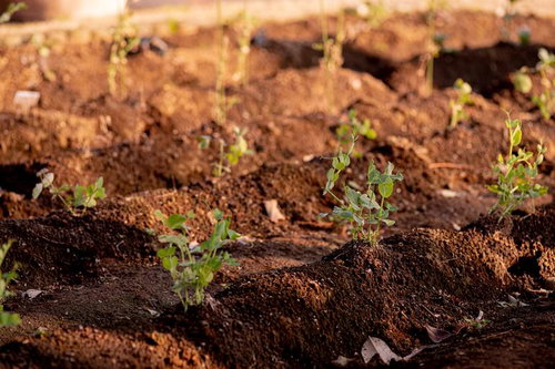 畑の畝に差し込む温かい日差しと緑の苗の露地栽培