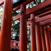伏見稲荷の参道に連なる朱の鳥居が奥へと続く神聖な空間の写真