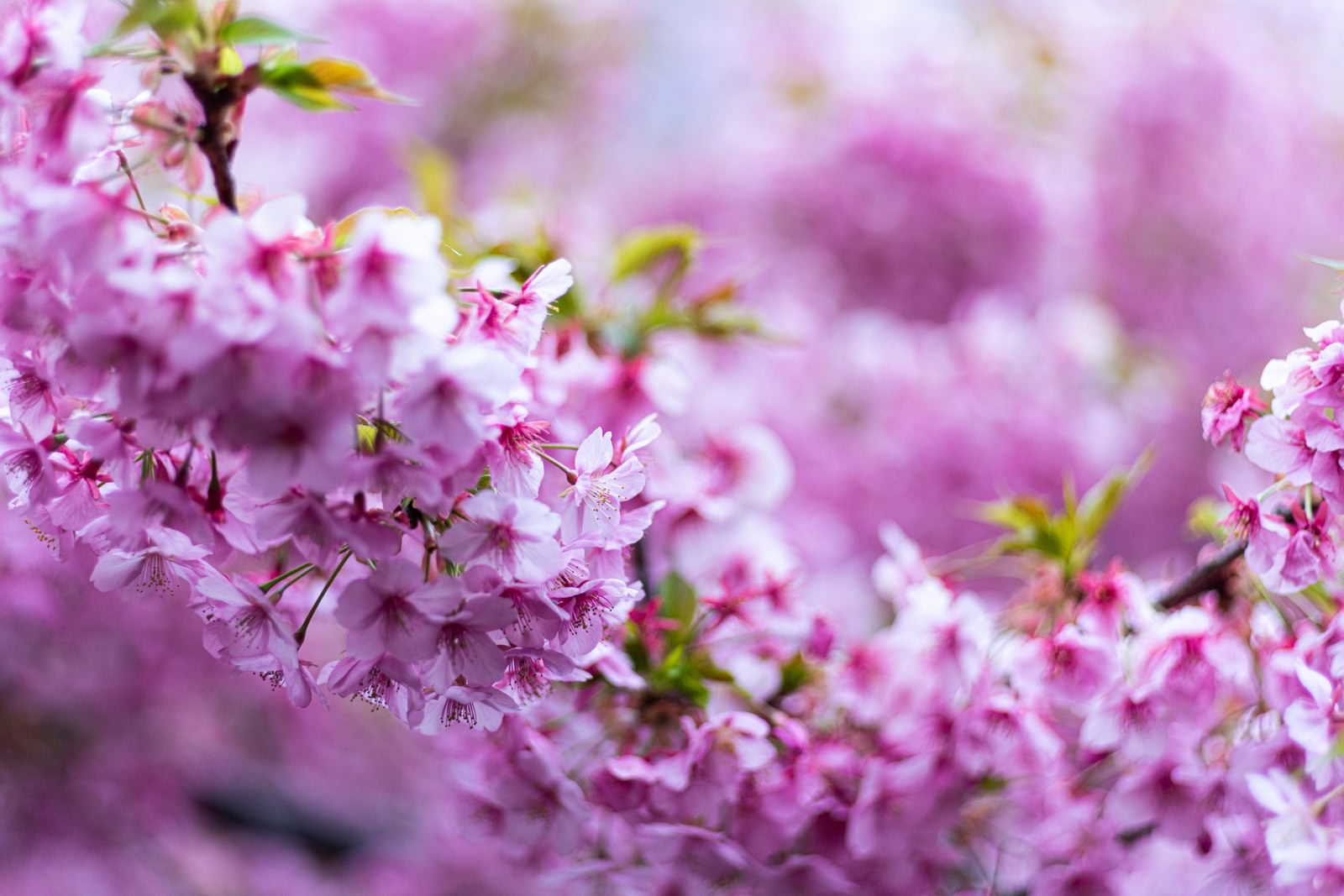 満開に咲き乱れる淡いピンク色の桜の花