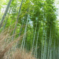 京都嵐山の竹林の小径を歩む青々とした竹に囲まれた散策路の写真