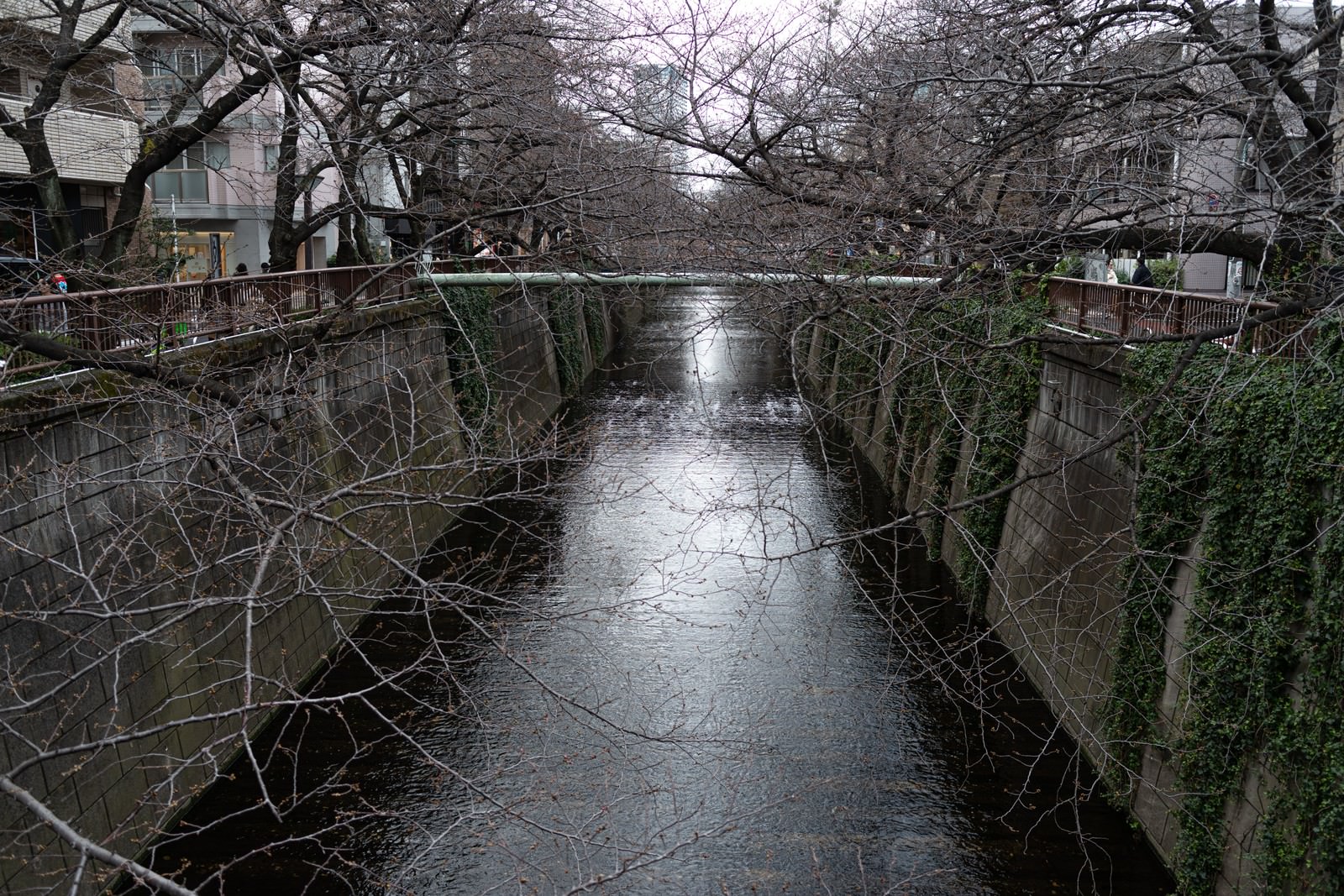 開花前の桜並木が両岸に続く目黒川の風景