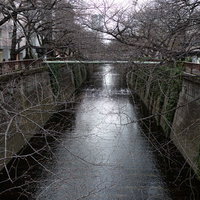 開花前の目黒川沿い、蕾の桜の枝が川面に向かって伸びる春景色の写真