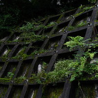 立ち塞がる苔むす擁壁と雑草の石垣、土留めの経年変化の写真