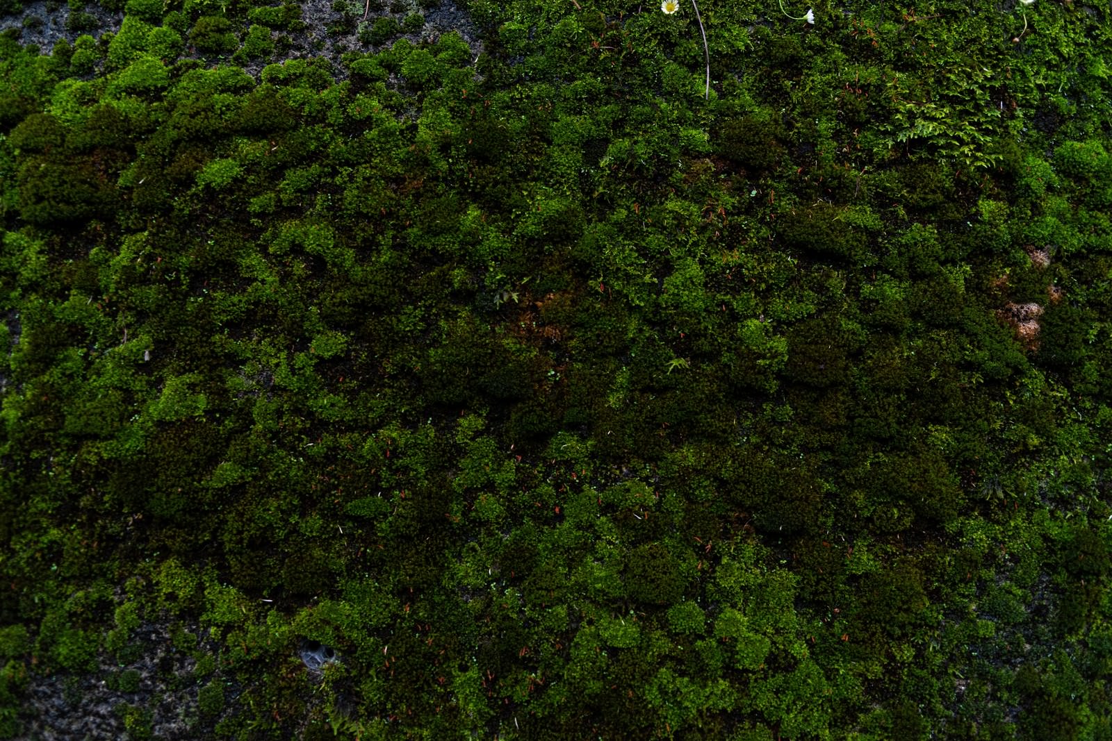 緑色の苔がモコモコと密集して成長している自然の風景