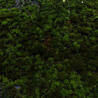 モコモコと密集して成長する苔のテクスチャーの写真