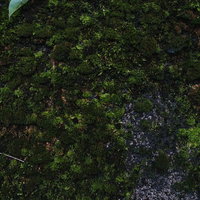 湿った苔類が地面を覆う様子の写真