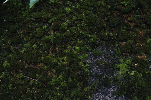 湿った苔類が地面を覆う様子