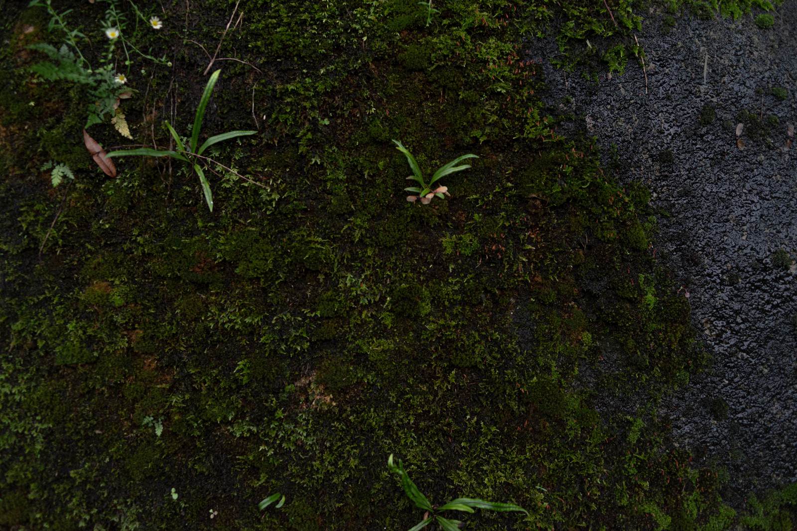 岩の表面に緑の苔が生えている湿った自然の質感