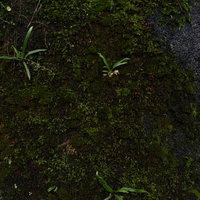 湿った岩の表面に密生する苔と岩肌の質感の写真