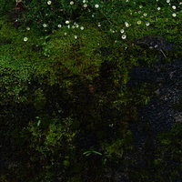 ジメジメした岩の表面に広がる濃い緑色の苔の写真