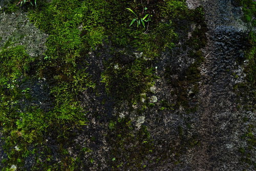 雨に濡れた苔むす岩肌の質感：ジメジメとした湿潤な岩面のテクスチャー